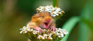 笑う野ネズミ