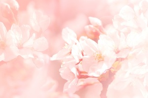 桜　ベビーピンク