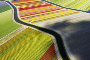 オランダ　チューリップ畑