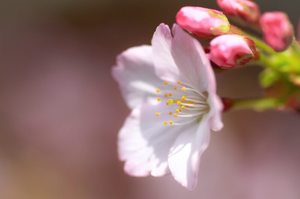 桜　アップのサムネイル画像